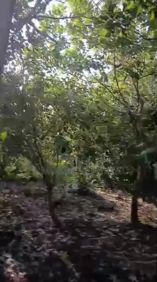 3 Acres of Cashew Farm for Sale · Photo 1