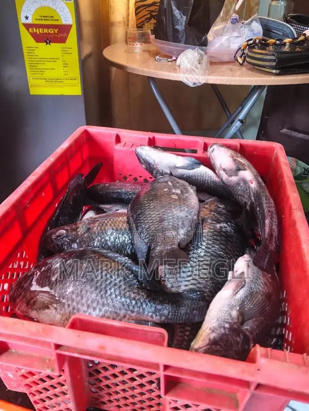 Fresh Tilapia for Sale in Tema 25 · Photo 1