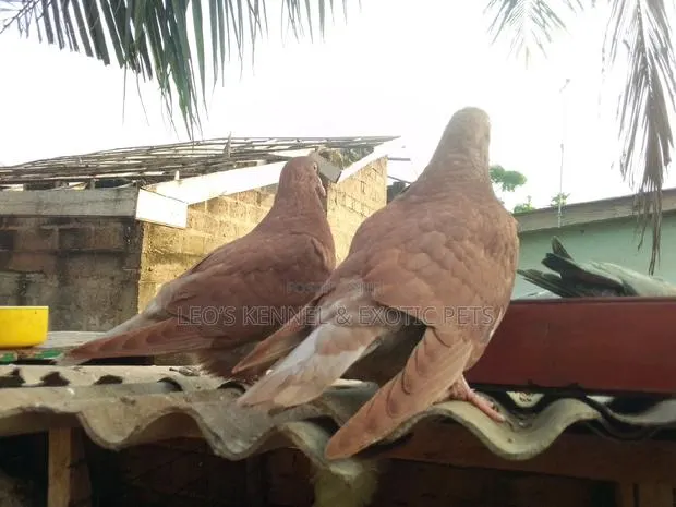Recessive Red, Yellow Pigeons · Photo 1