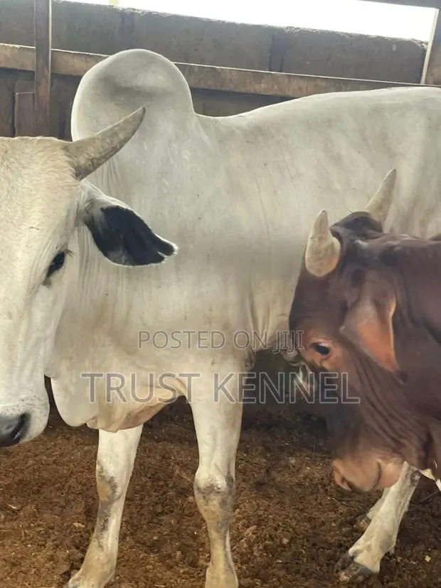 Healthy Cow · Photo 2