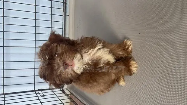 1-3 months Male Purebred Poodle · Photo 1