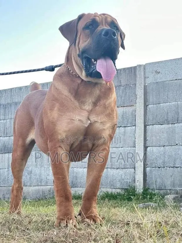 1-3 months Female Purebred Boerboel · Photo 1