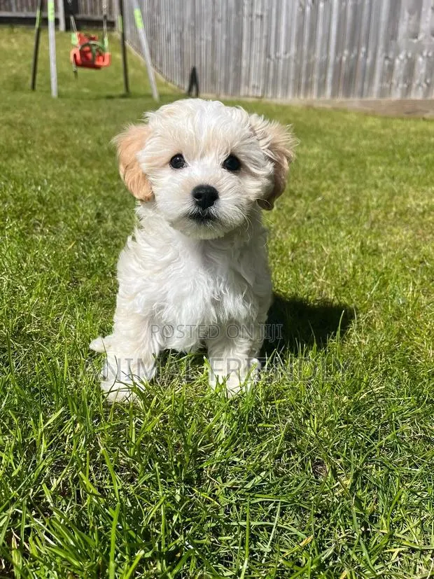 1-3 months Female Purebred Poodle · Photo 1