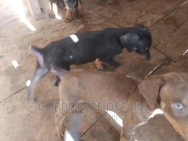 1-3 months Male Purebred Doberman Pinscher · Photo 1