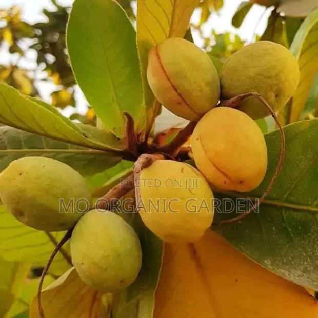 Indian Almond Plant Seedling · Photo 2