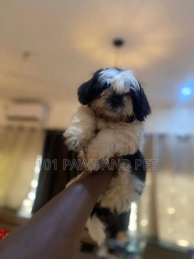 1-3 months Male Purebred Shih Tzu · Photo 1