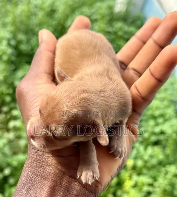 0-1 month Female Purebred Poodle · Photo 1