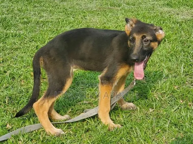 3-6 months Male Purebred German Shepherd · Photo 1