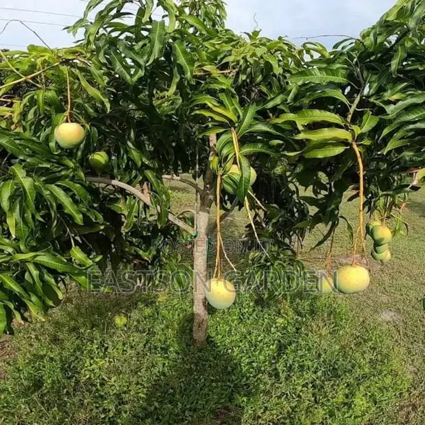 Dwarf Apple Mango Seedlings · Photo 1