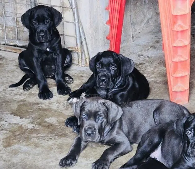1-3 months Male Purebred Cane Corso · Photo 1