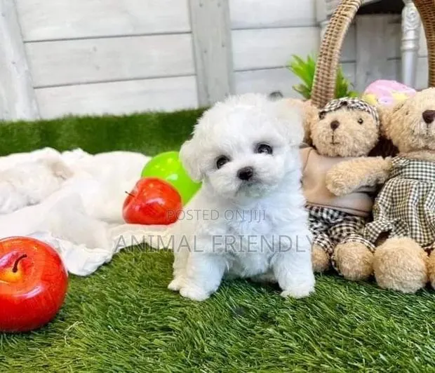 1-3 months Male Purebred Maltese · Photo 1