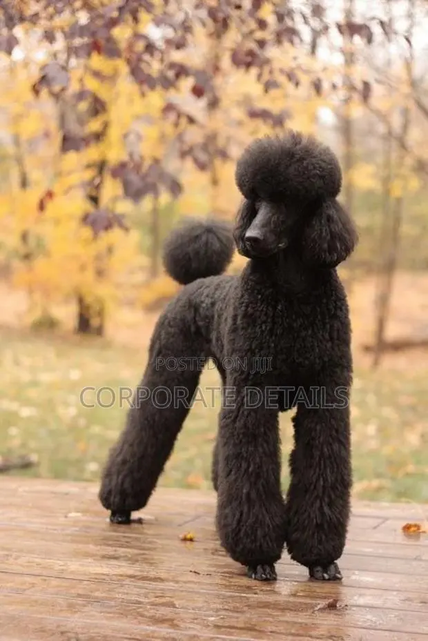 3-6 months Female Purebred Poodle · Photo 1