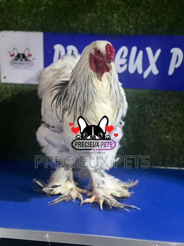 Male Brahma Chicken · Photo 1