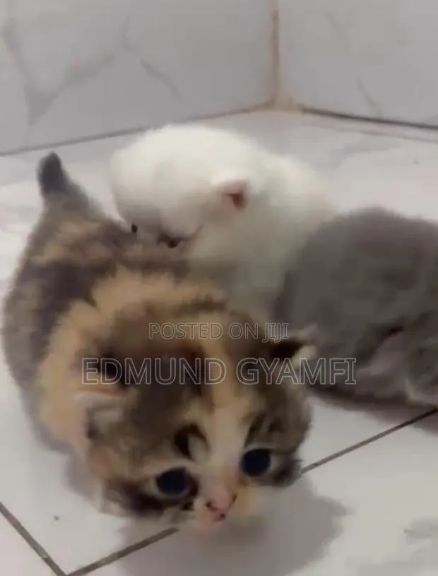 1-3 months Female Purebred Persian