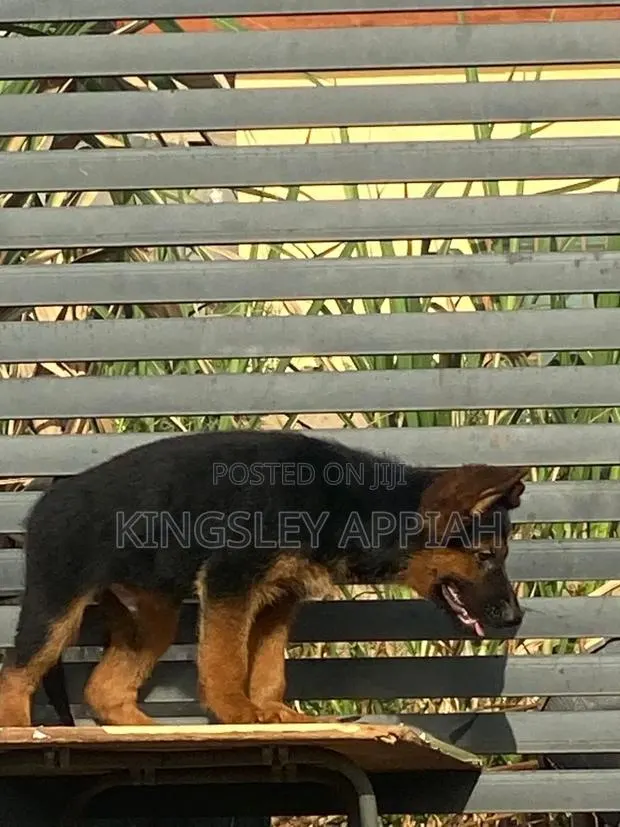 1-3 months Male Purebred German Shepherd · Photo 1