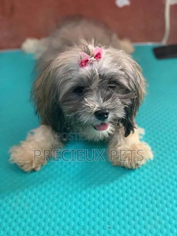 Doggy Hair Clips · Photo 1