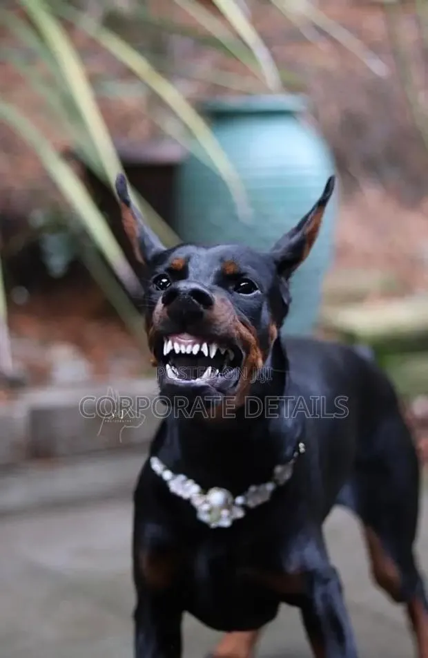 1+ year Male Purebred Doberman Pinscher · Photo 1