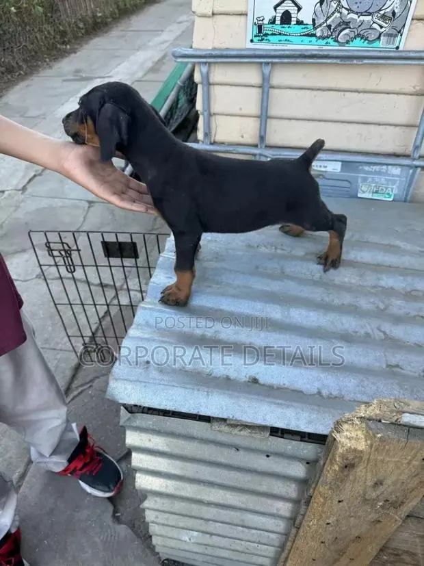 1-3 months Male Purebred Doberman Pinscher · Photo 1