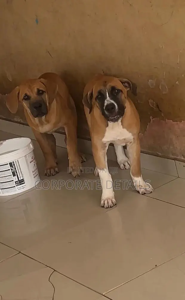 1-3 months Female Purebred Boerboel · Photo 1