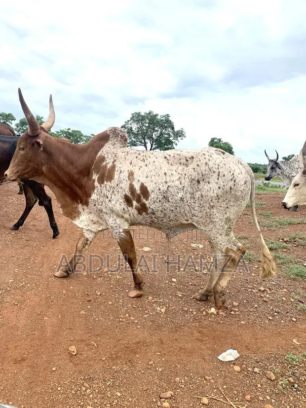 Healthy Cows for Sale · Photo 1