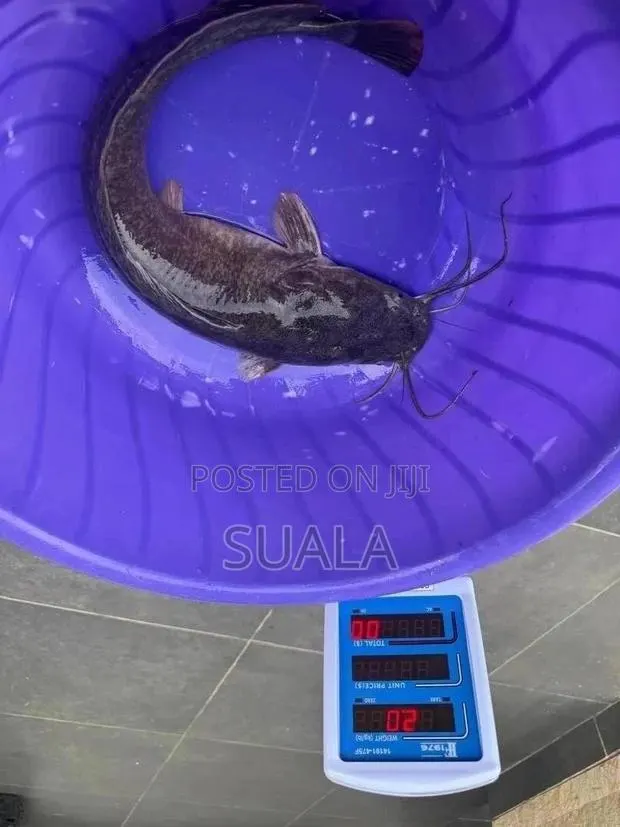 Catfish Farming · Photo 1