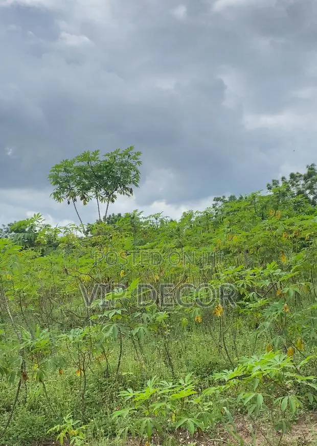 Affordable Cassava Acres Available · Photo 2
