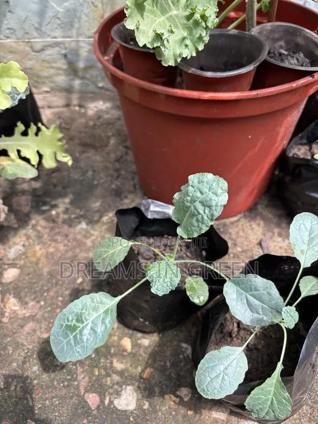 Kale Seedlings “Black Magic” · Photo 1