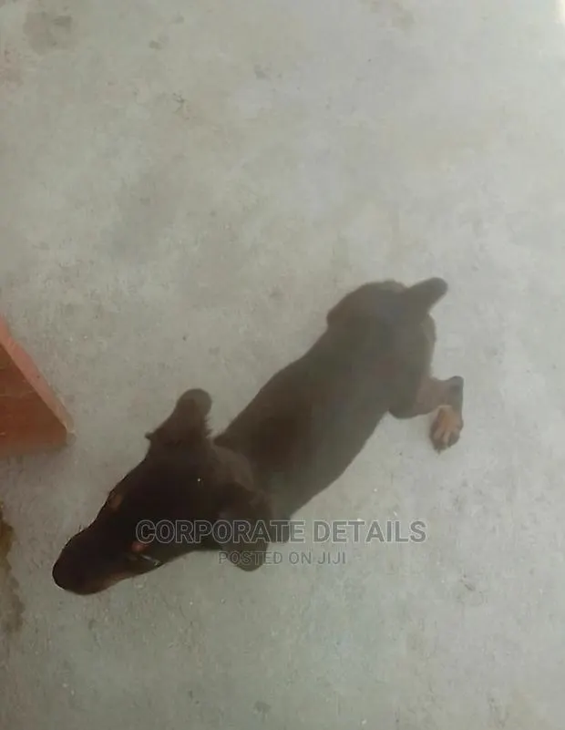 1-3 months Female Purebred Doberman Pinscher · Photo 1
