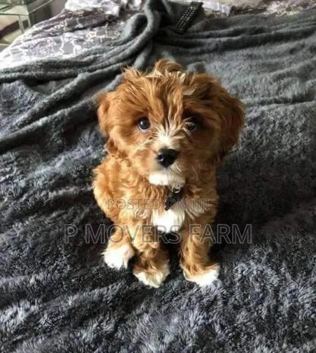 1-3 months Male Purebred Poodle · Photo 1