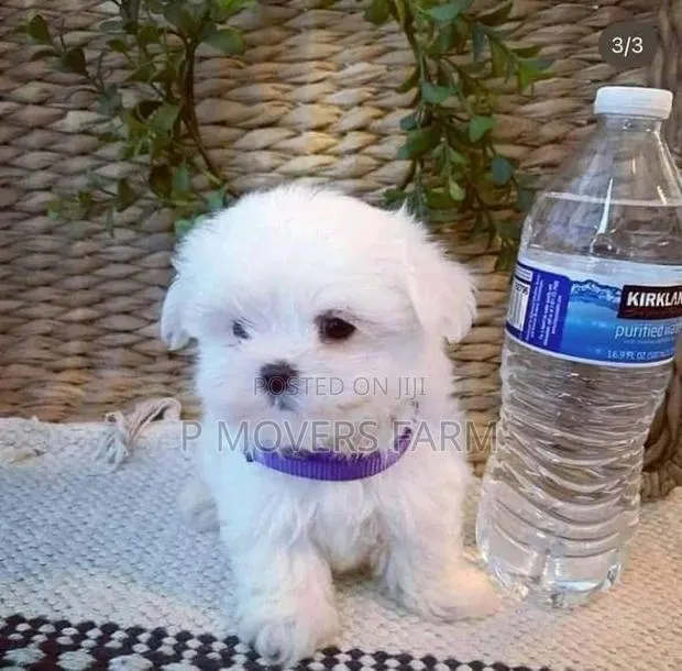 1-3 months Female Purebred Maltese · Photo 1