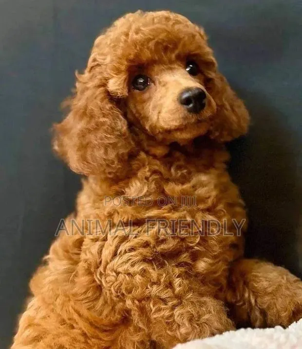 1-3 months Male Purebred Poodle · Photo 1