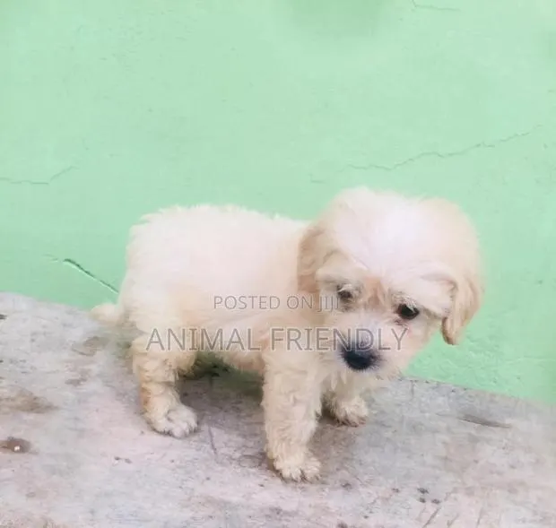 1-3 months Male Purebred Poodle · Photo 1