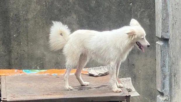 3-6 months Male Purebred American Eskimo · Photo 1