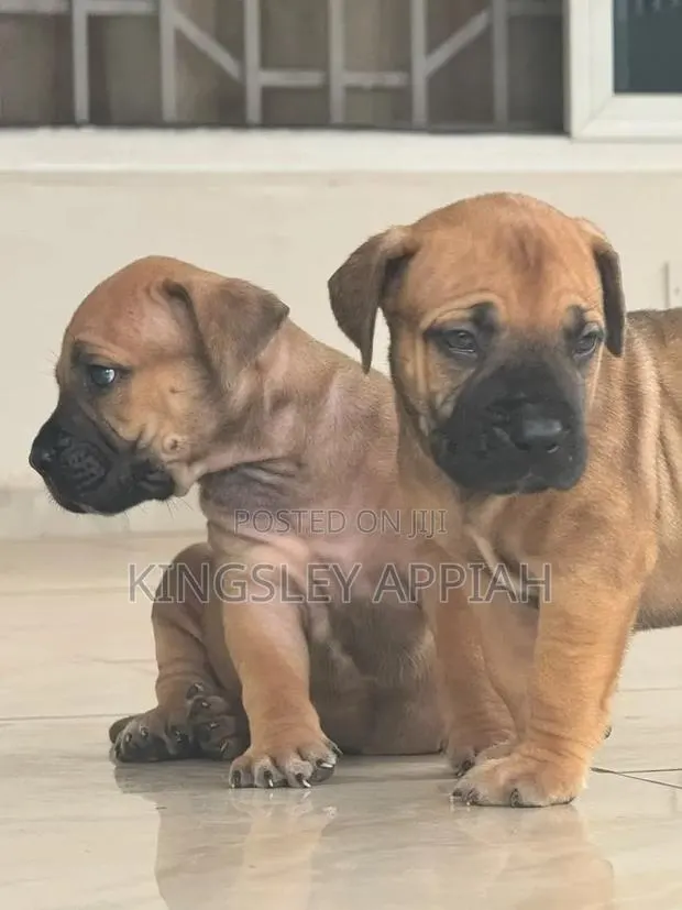 1-3 months Female Purebred Boerboel · Photo 2