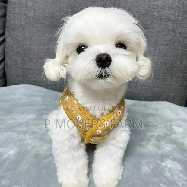 1-3 months Male Purebred Poodle · Photo 1