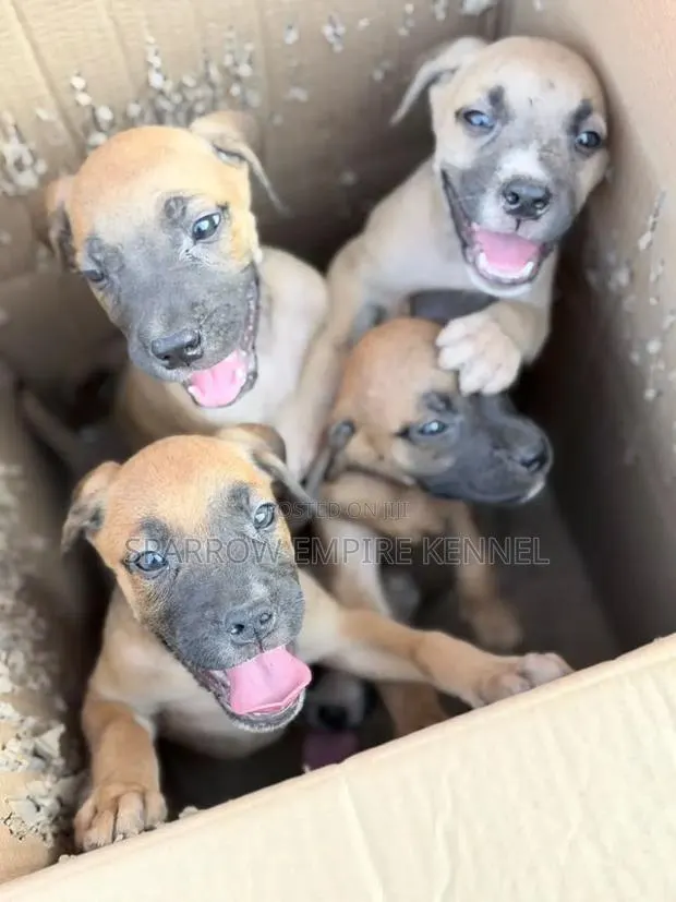 1-3 months Male Purebred Boerboel · Photo 1