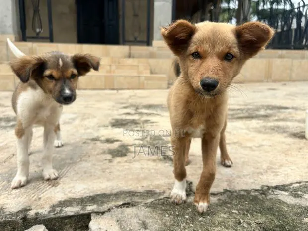 1-3 months Female Mixed Breed Dog · Photo 1