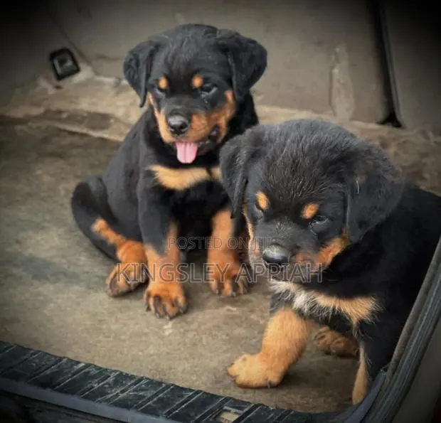 1-3 months Female Purebred Rottweiler · Photo 1