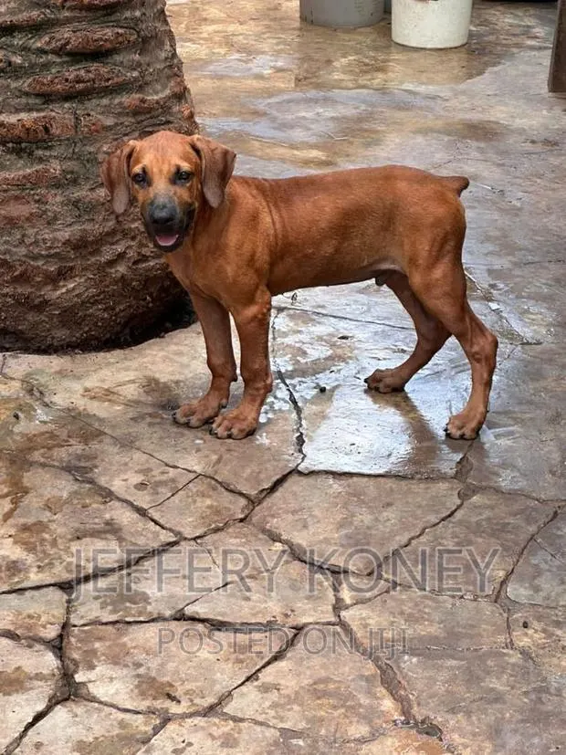 3-6 months Male Purebred Boerboel · Photo 1