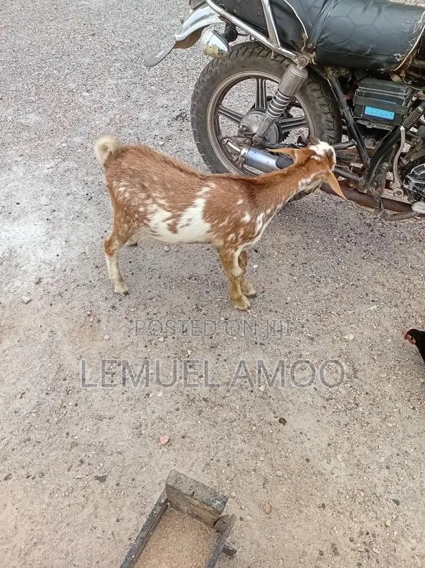 Goat for Breeding or Meat Purposes · Photo 1