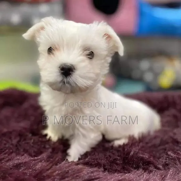 1-3 months Female Purebred Poodle · Photo 1