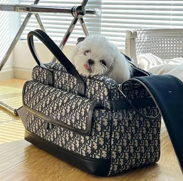 1-3 months Female Purebred Poodle · Photo 1