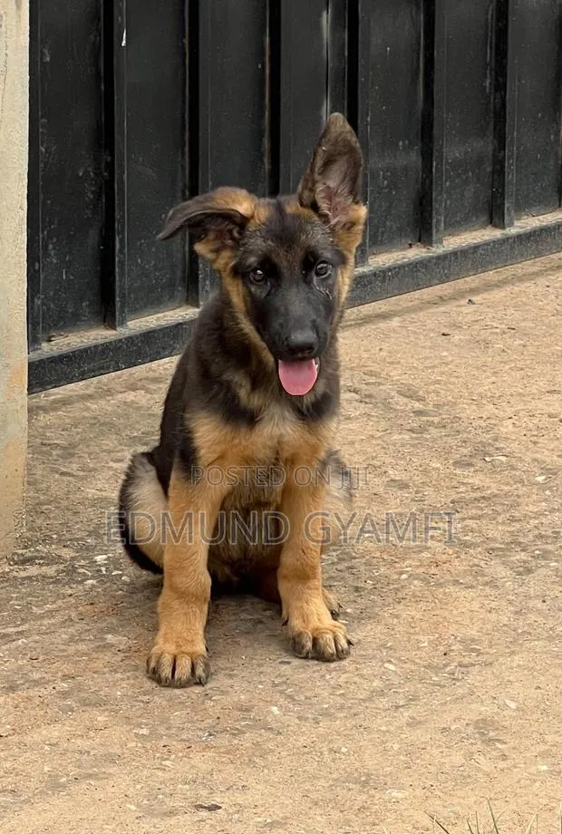 1-3 months Male Purebred German Shepherd · Photo 1