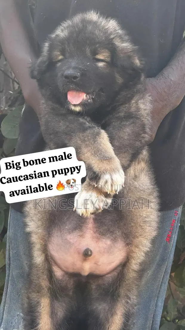 1-3 months Male Purebred Caucasian Shepherd · Photo 1