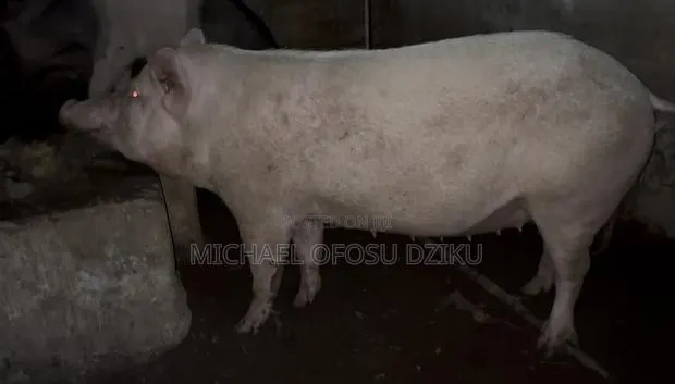 Pigs for Sale · Photo 1