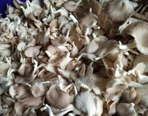 Fresh and Juicy Oyster Mushrooms · Photo 1