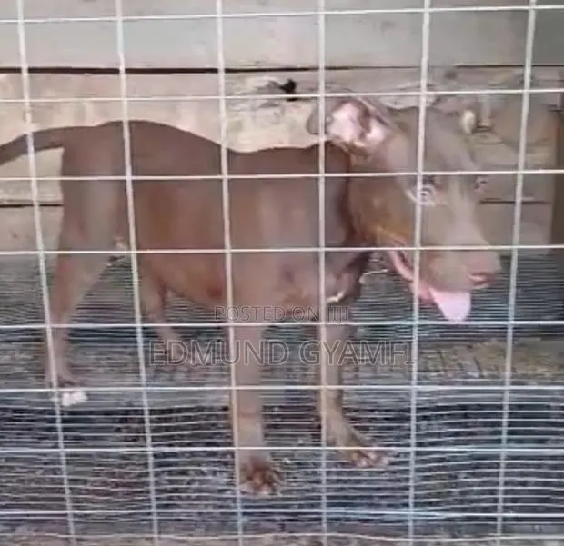 1-3 months Male Purebred American Pit Bull Terrier · Photo 1