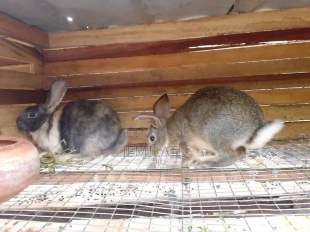 High-Breed Breeding Rabbits Quality Livestock – Available Now · Photo 1