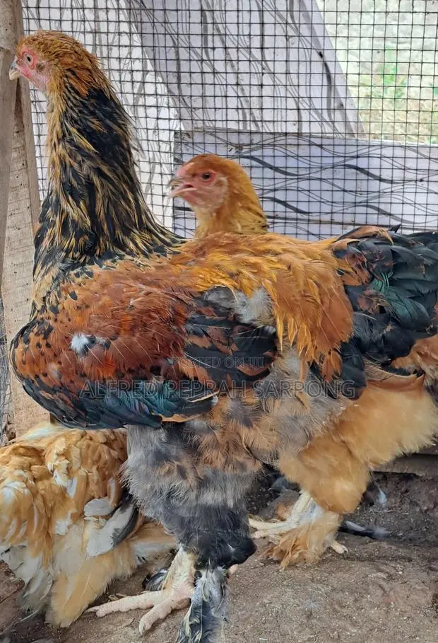 Brahma Chickens for Sale in Accra, Dansoman · Photo 2