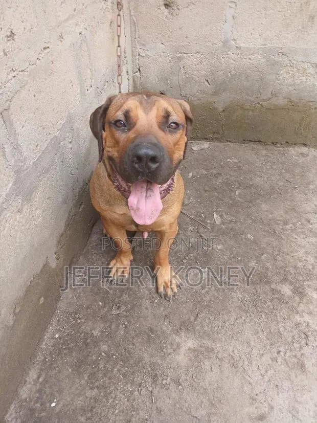 1+ year Male Purebred Boerboel · Photo 1